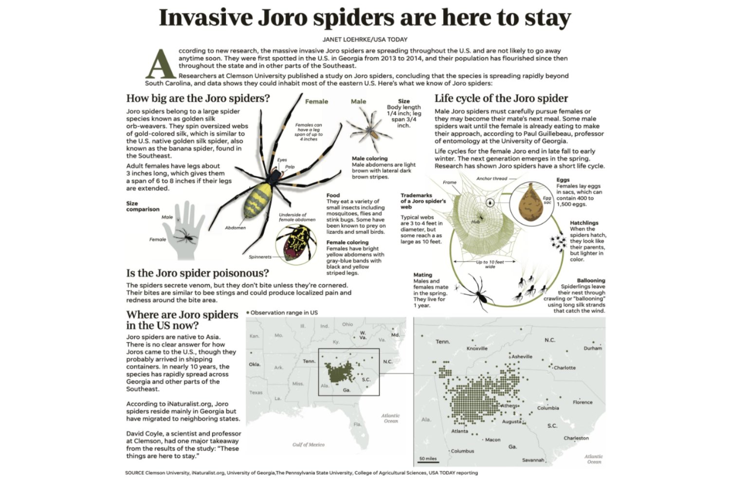 El inesperado canibalismo de la araña joro: la invasora que desconcierta a los científicos en Estados Unidos