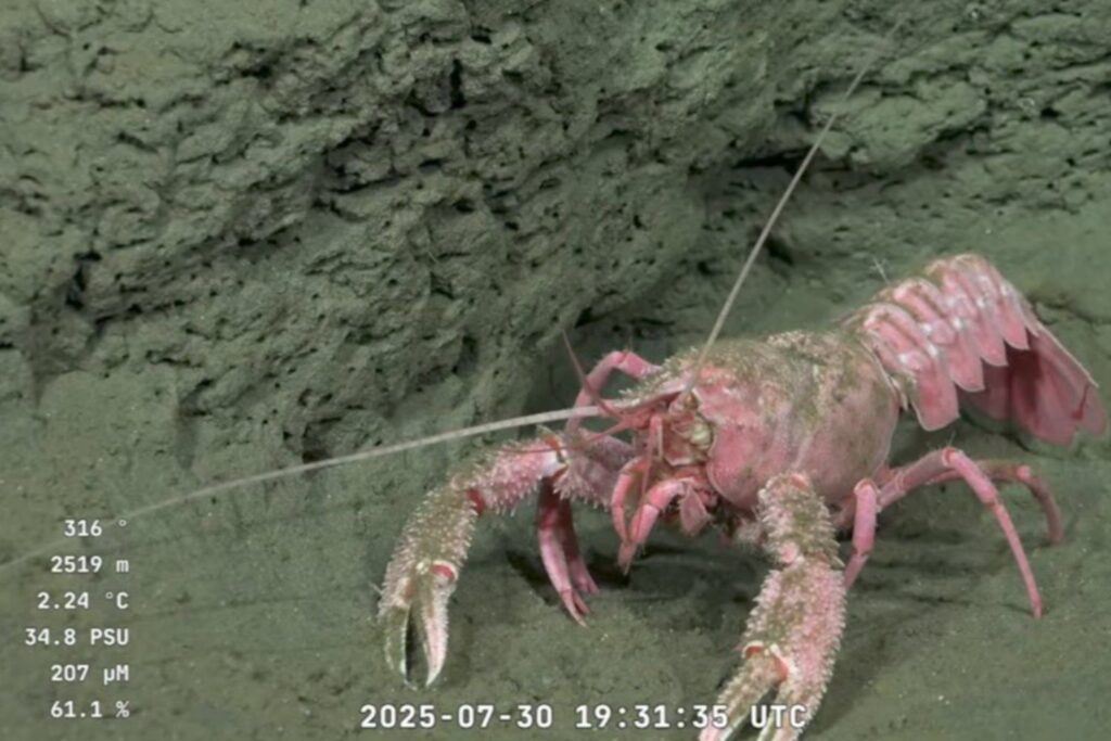 Miles de personas enganchadas a un directo submarino que mezcla ciencia, especies alienígenas y mucho humor