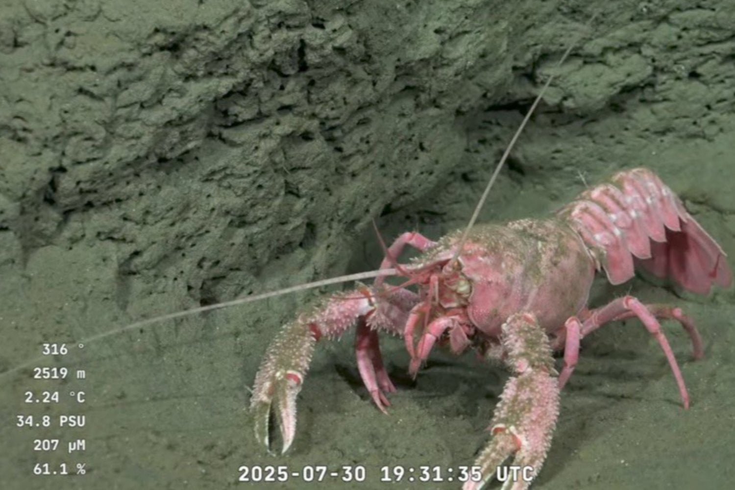 Miles de personas enganchadas a un directo submarino que mezcla ciencia, especies alienígenas y mucho humor