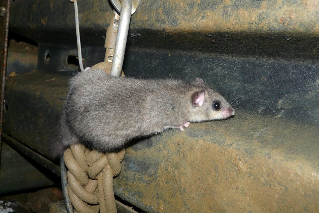 El aroma que espanta ratones y perfuma tu hogar: el truco natural con laurel que sí funciona