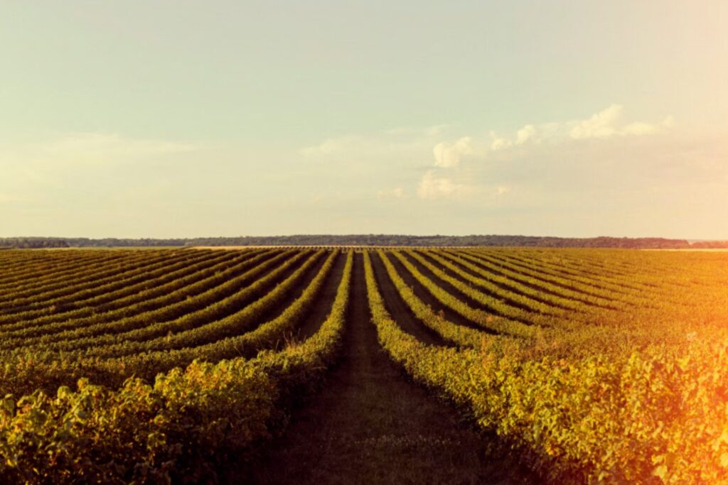 El secreto agrícola que la NASA y el MIT confirman desde el espacio