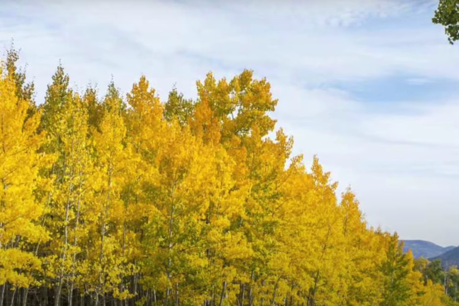 El gigante oculto que vive desde la Edad de Hielo y pesa como 35 ballenas azules