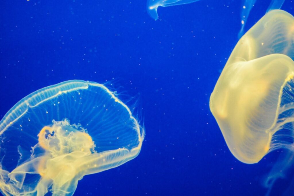 El día en que un enjambre de medusas apagó la mayor central nuclear de Europa