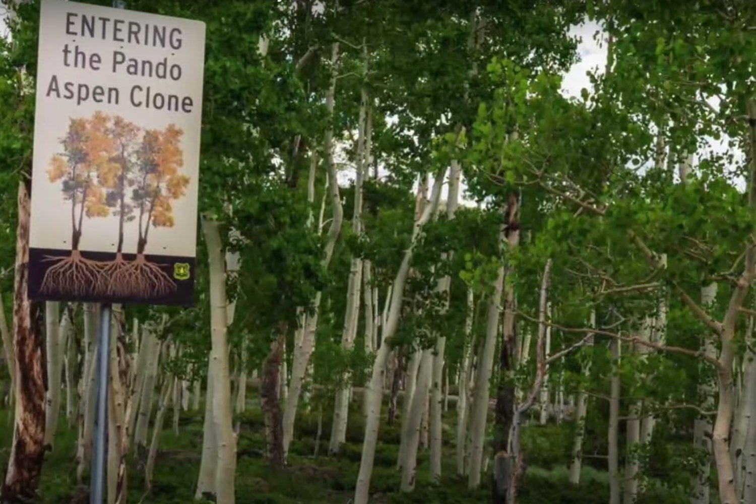 El gigante oculto que vive desde la Edad de Hielo y pesa como 35 ballenas azules