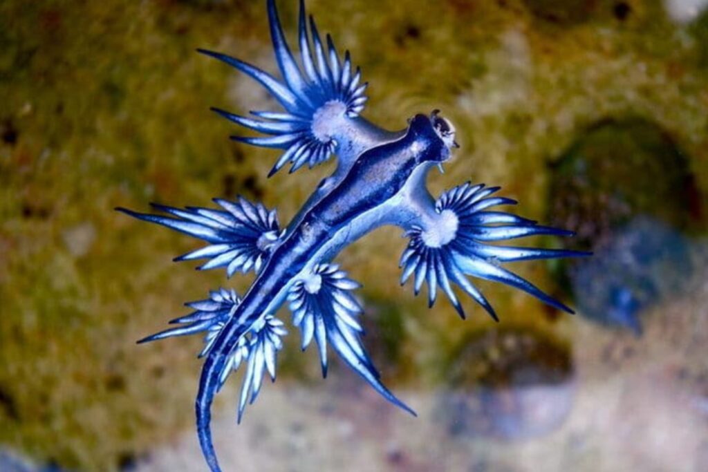 El dragón azul llega a las playas españolas: qué es, por qué obliga a cerrarlas y cómo actuar si lo ves