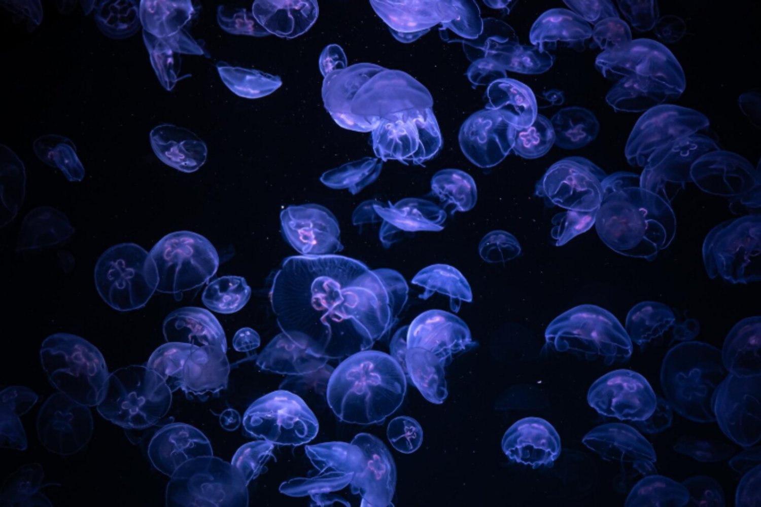 Un lago secreto donde las medusas nadan contigo sin peligro