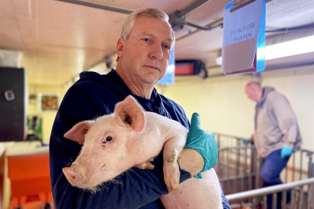 El sorprendente avance médico que acerca los pulmones de cerdo al futuro de los trasplantes humanos