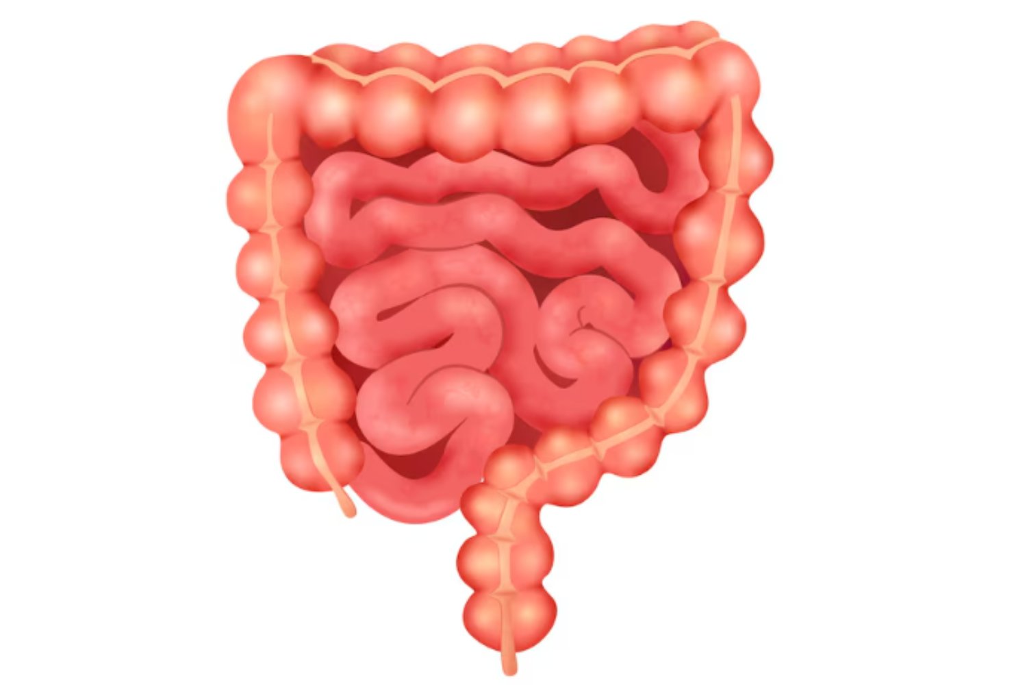 Tu intestino decide cómo duermes: el vínculo oculto entre microbiota y descanso