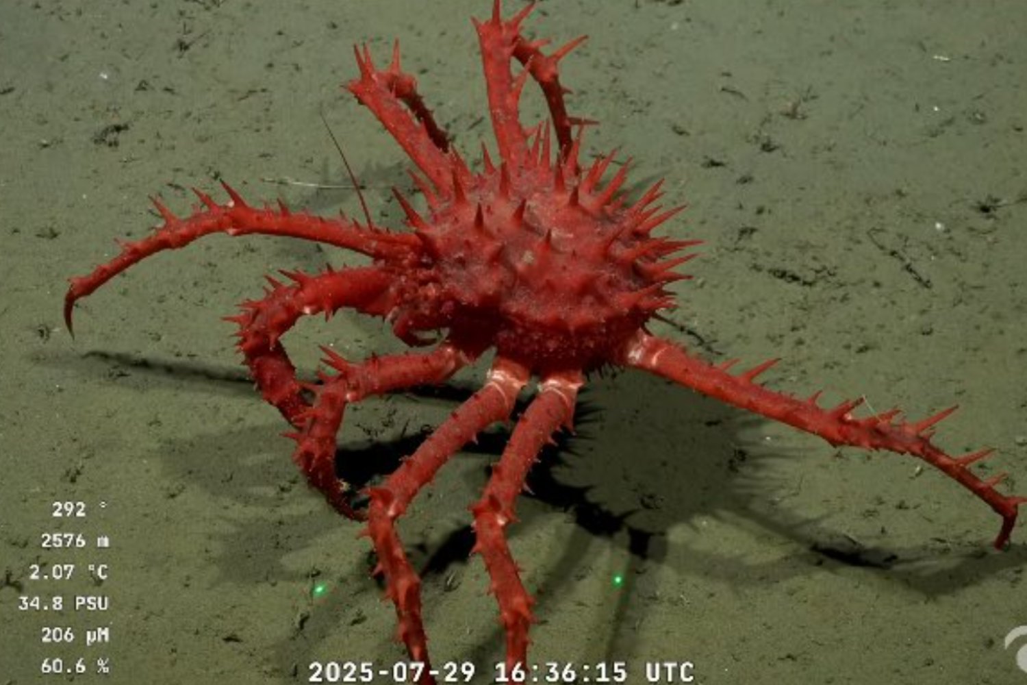 Miles de personas enganchadas a un directo submarino que mezcla ciencia, especies alienígenas y mucho humor