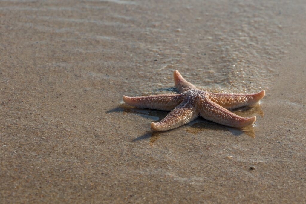 Una bacteria desconocida arrasa con millones de estrellas de mar en el Pacífico