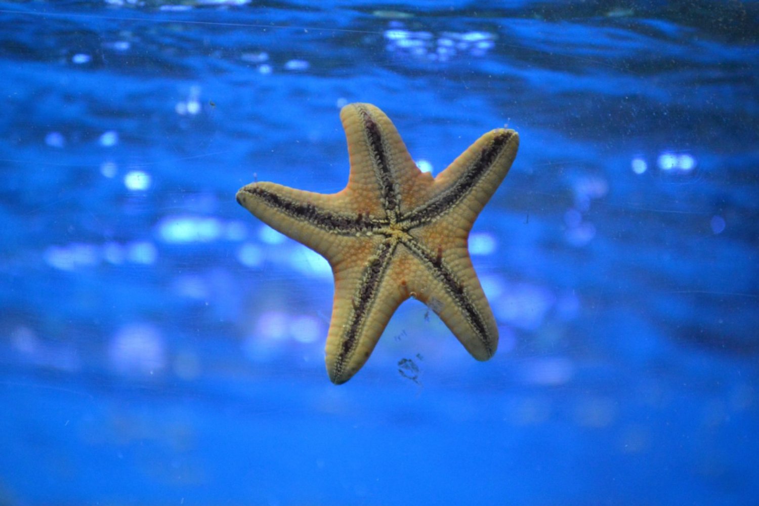 Una bacteria desconocida arrasa con millones de estrellas de mar en el Pacífico