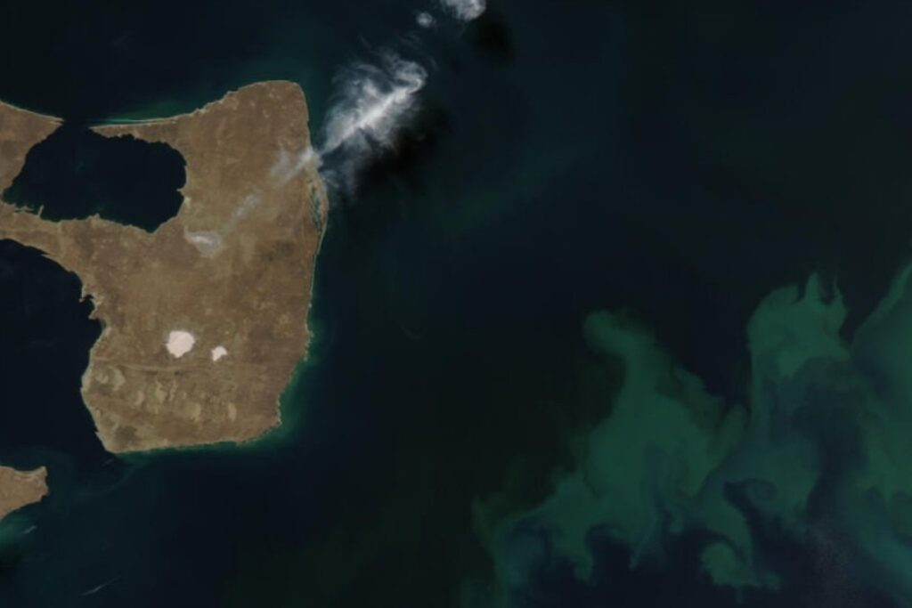 Plancton en peligro: los diminutos guardianes del océano que podrían volverse contra nosotros