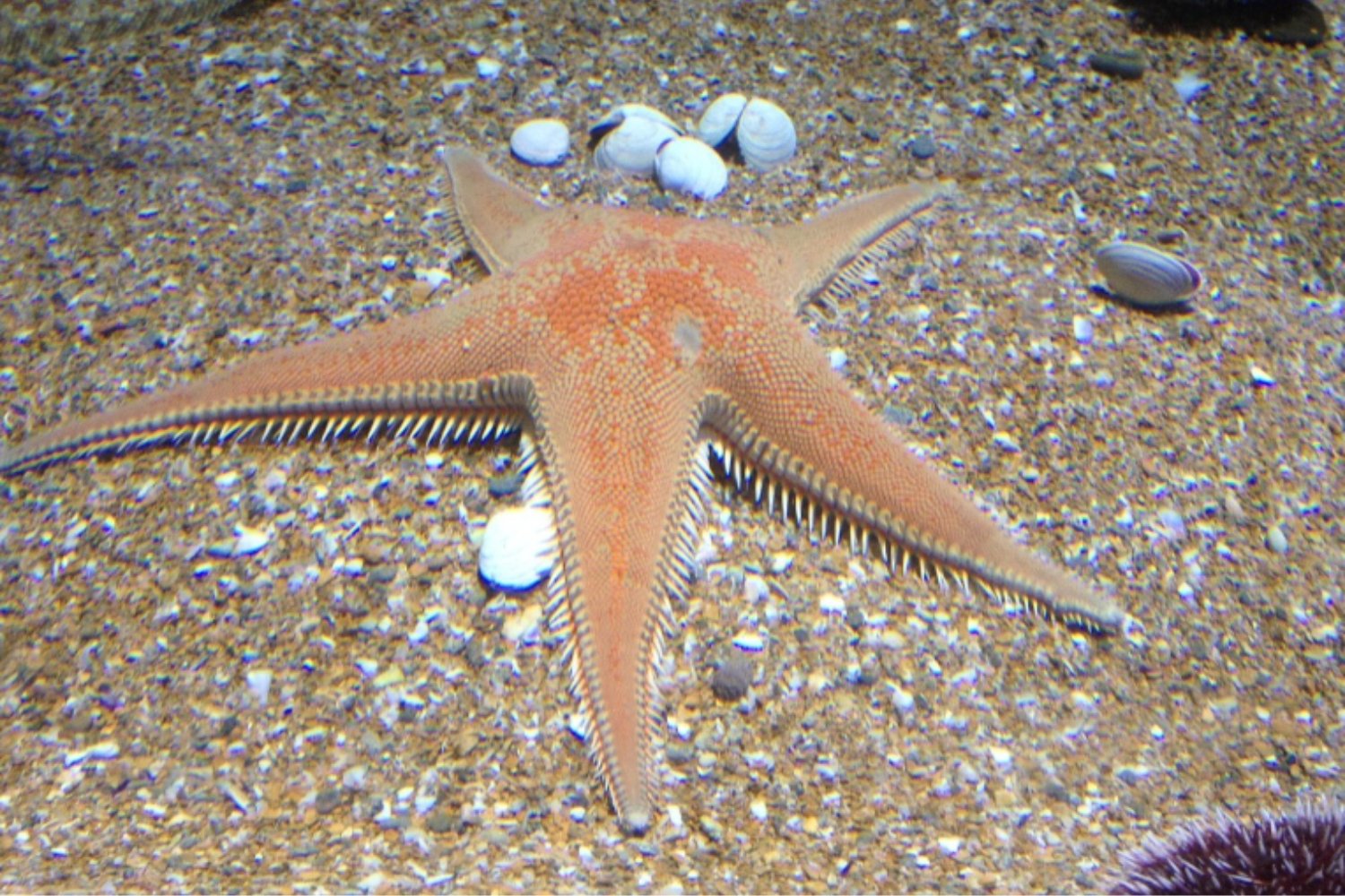 Una bacteria desconocida arrasa con millones de estrellas de mar en el Pacífico