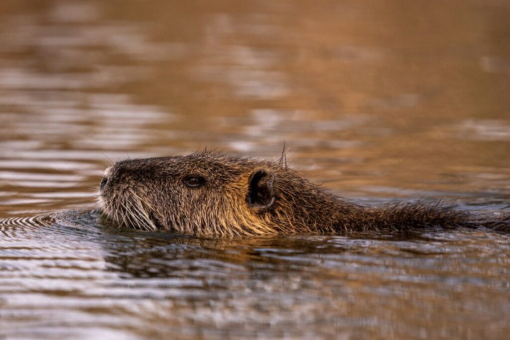 Castores en el Ártico: los arquitectos naturales que reconfiguran la tundra bajo el cambio climático