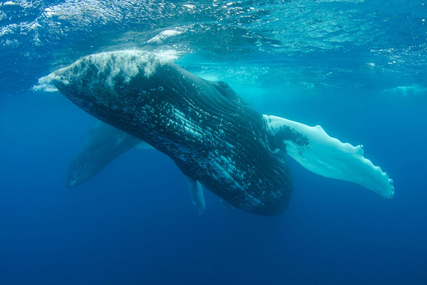El inesperado regreso de las ballenas jorobadas a Brasil: un misterio migratorio que transforma el turismo
