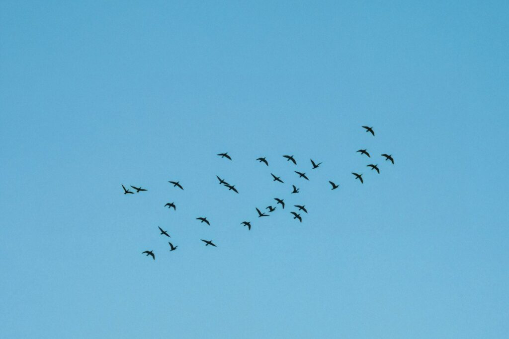 El misterio invisible que da forma a las bandadas de aves