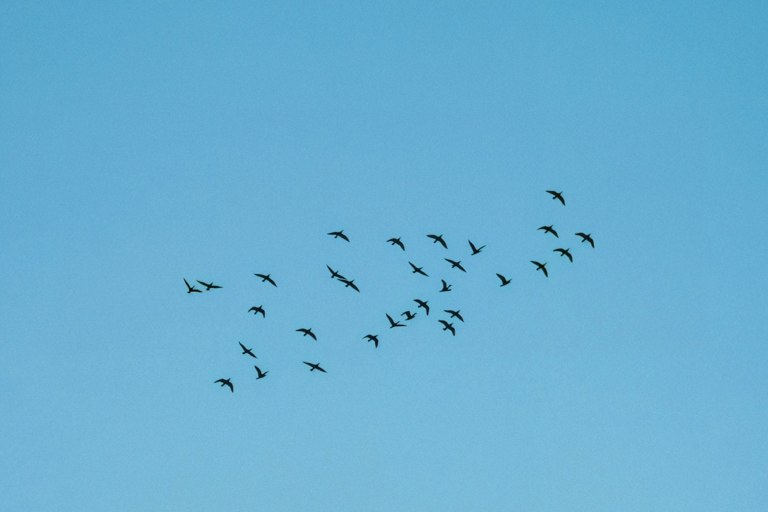 El misterio invisible que da forma a las bandadas de aves