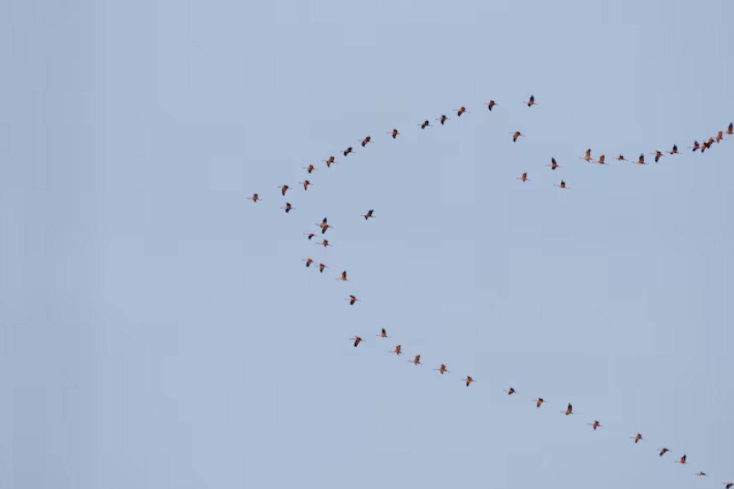 El misterio invisible que da forma a las bandadas de aves