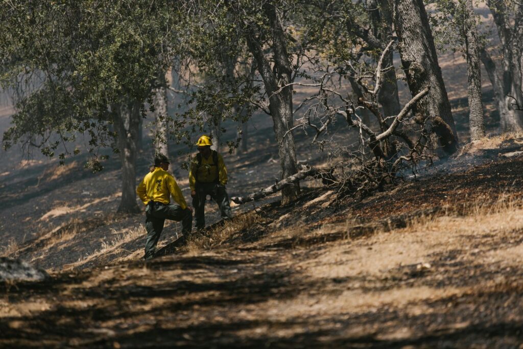 El renacer silencioso: cuánto tarda un bosque en recuperarse tras un incendio