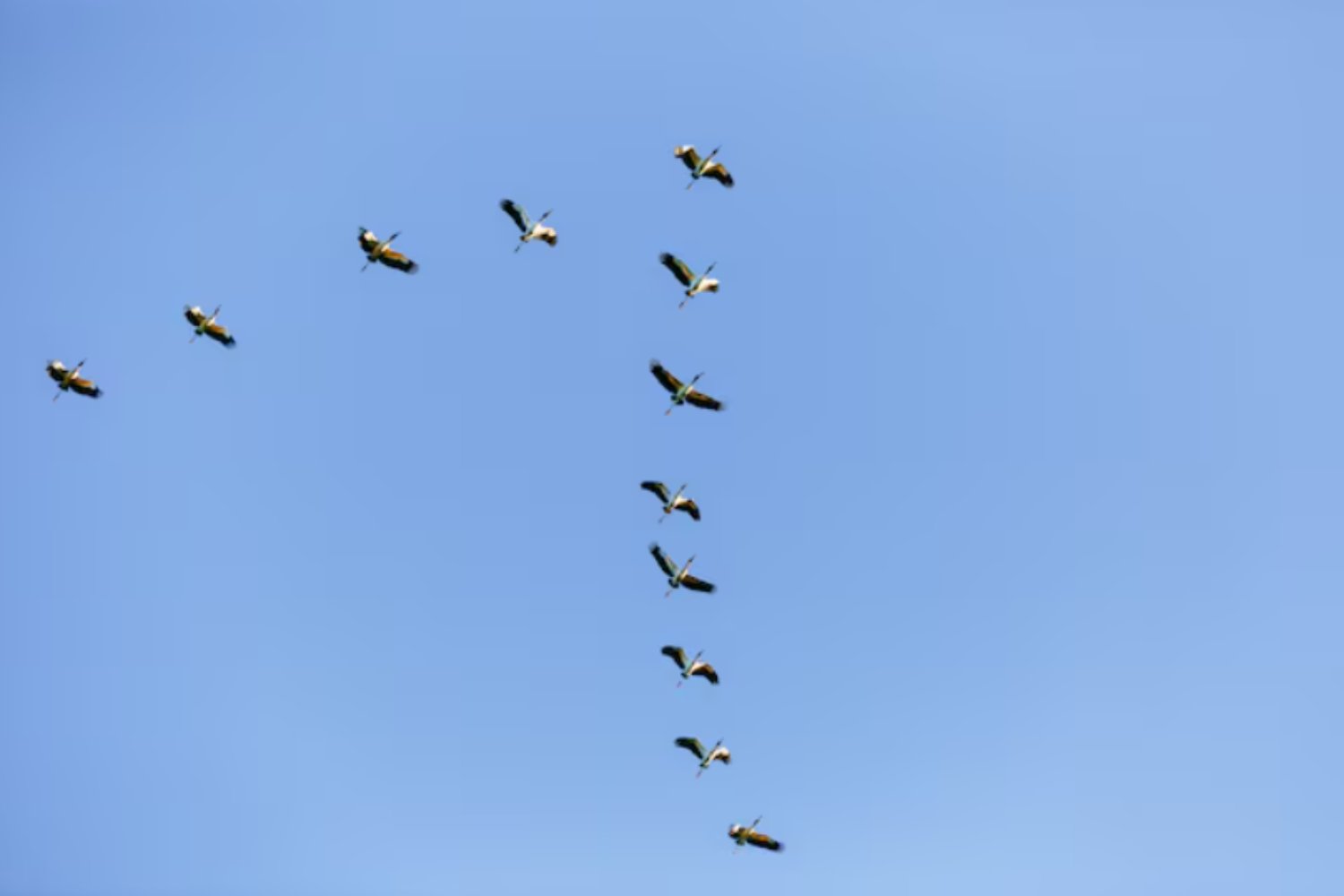 El misterio invisible que da forma a las bandadas de aves