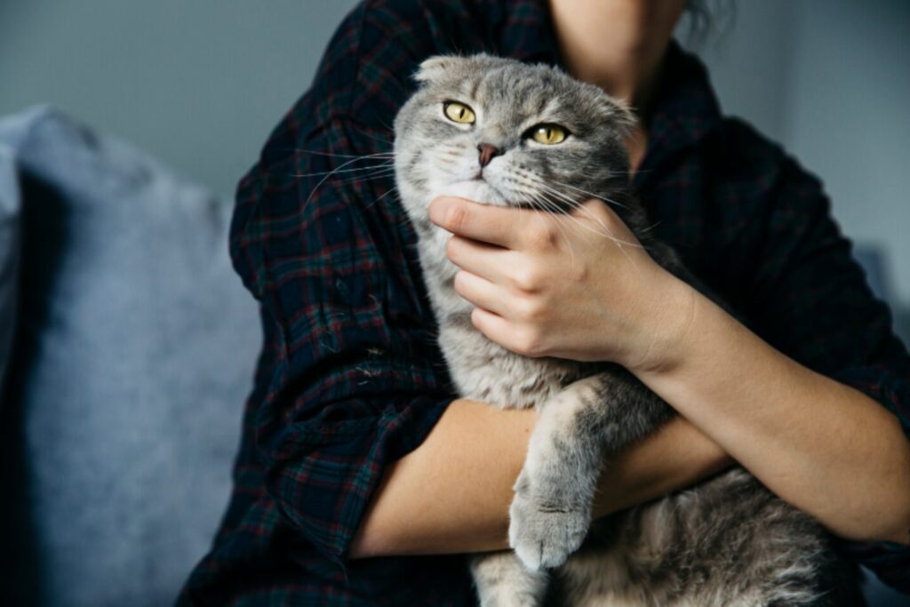 El misterioso cabezazo felino: lo que realmente significa cuando tu gato te roza con la cabeza