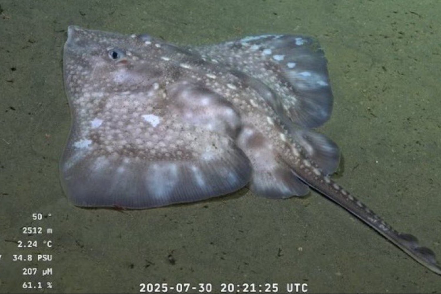 Miles de personas enganchadas a un directo submarino que mezcla ciencia, especies alienígenas y mucho humor