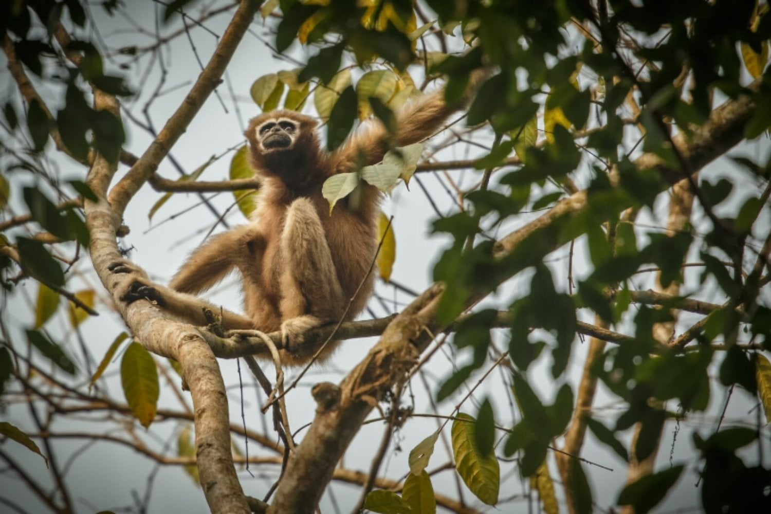 Chimpancés que desafían teorías: lo que su vida en los árboles revela sobre nuestros orígenes