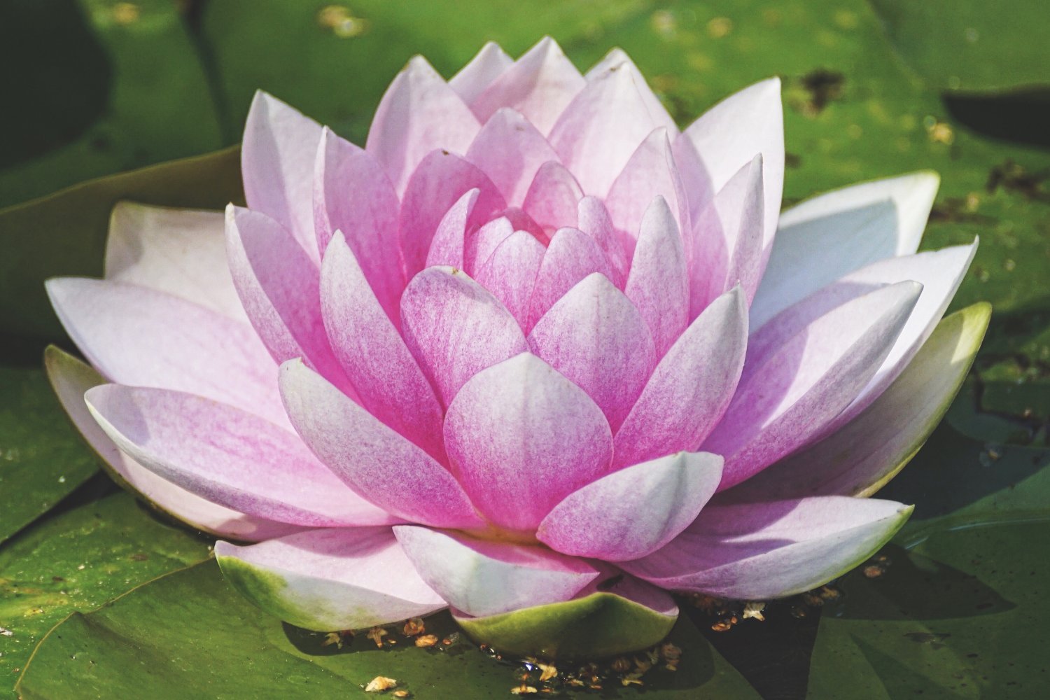 Belleza sin tierra: las plantas que florecen en agua y transforman tu hogar con el mínimo esfuerzo