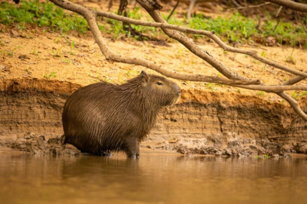 Capibaras: los gigantes amables que conquistaron internet y regresan a reclamar su territorio