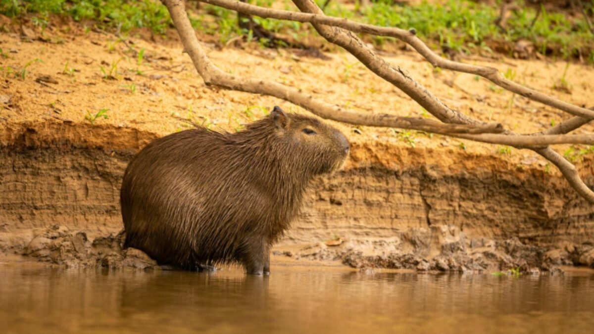 Capibaras: los gigantes amables que conquistaron internet y regresan a ...