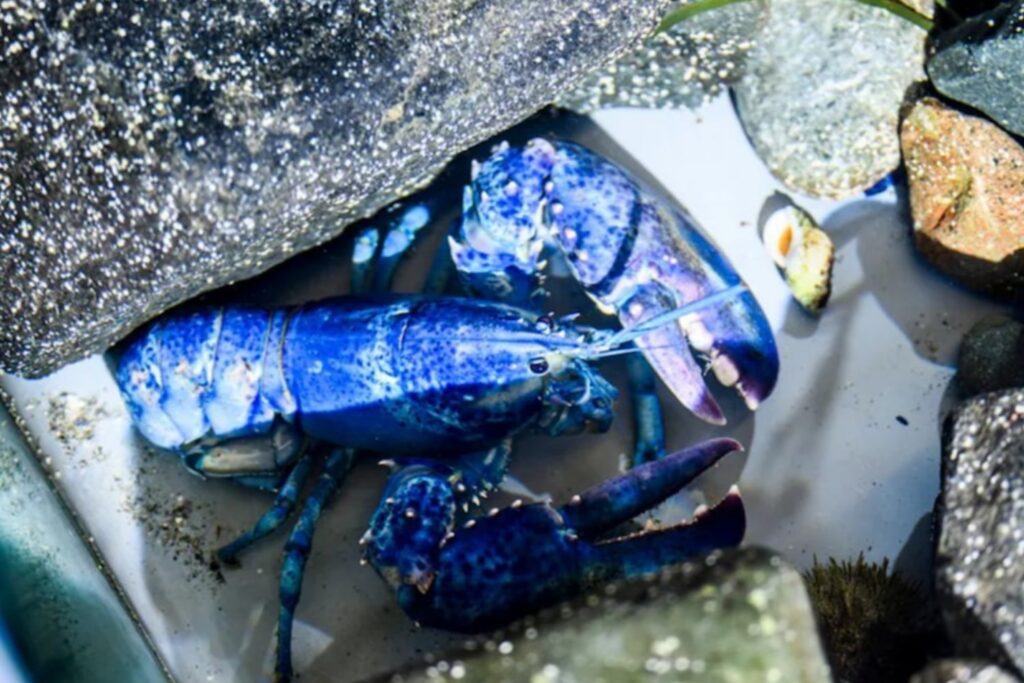 Dos joyas azules del océano: las raras langostas que cambiaron la ciencia marina