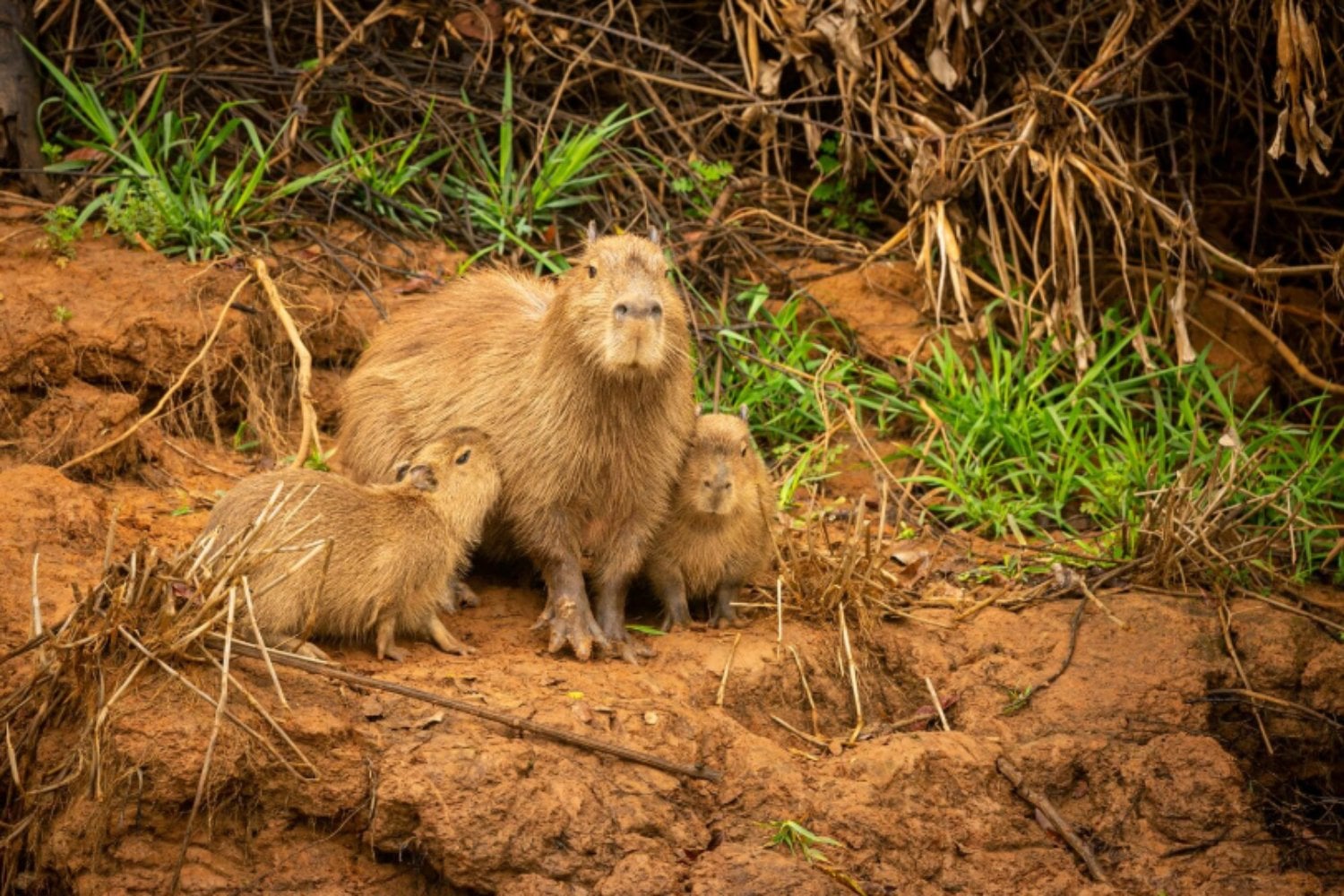 Capibaras: los gigantes amables que conquistaron internet y regresan a reclamar su territorio