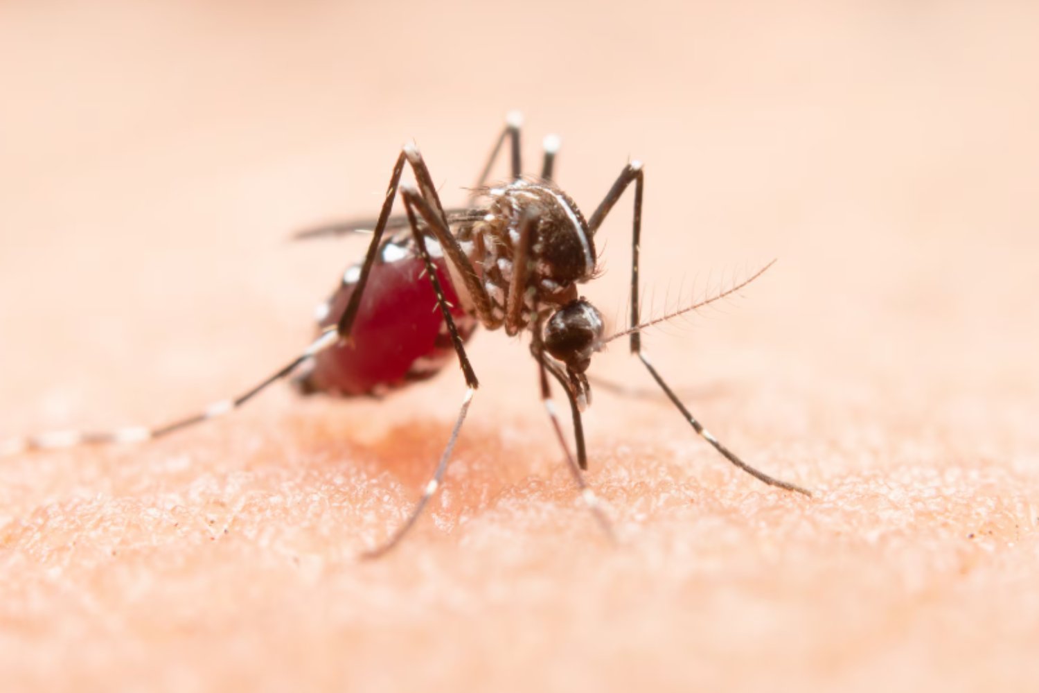 Vitamina D y dengue: el sorprendente hallazgo que podría cambiar la lucha contra el virus