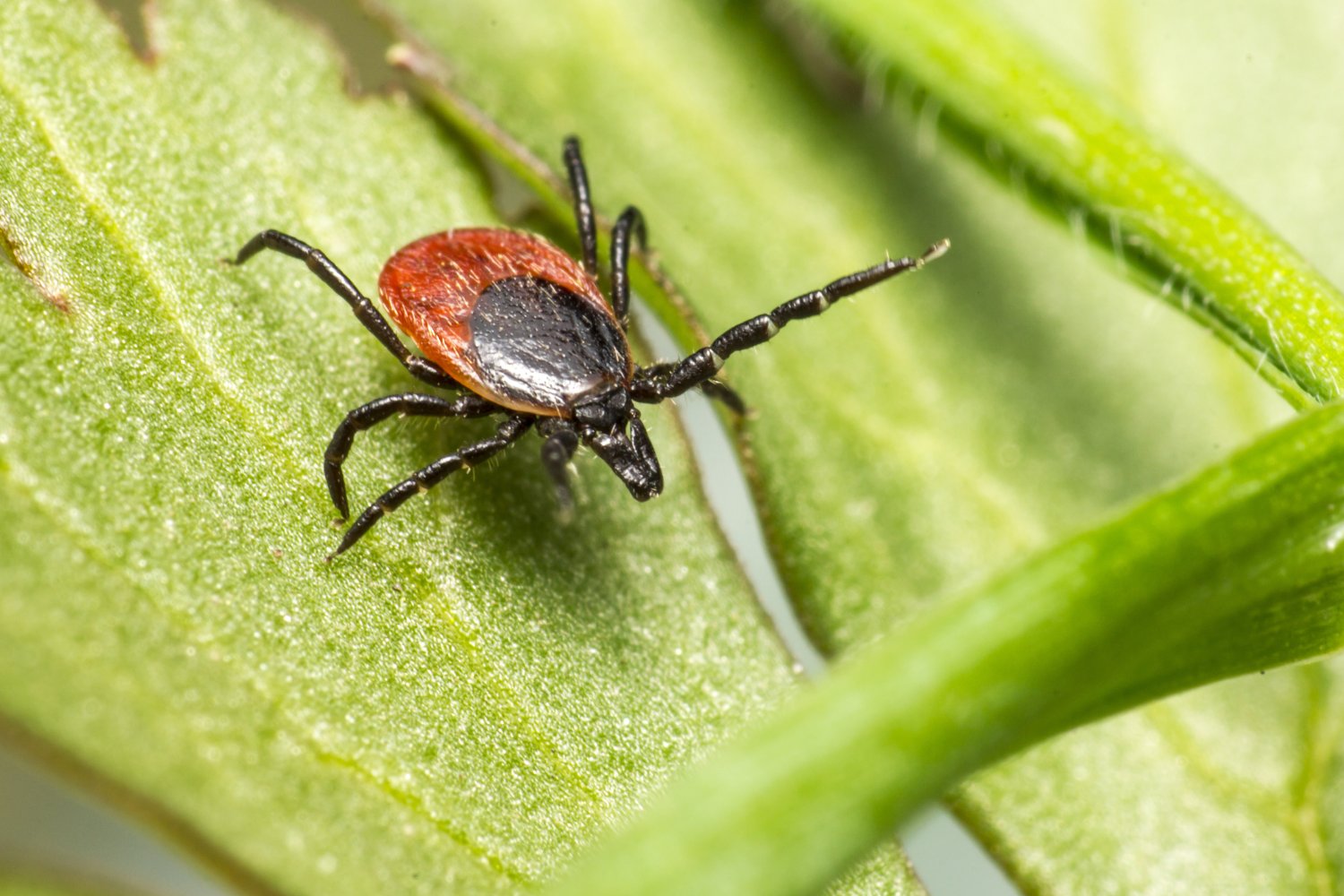 Lyme, la amenaza invisible que crece con el clima y desconcierta a la medicina