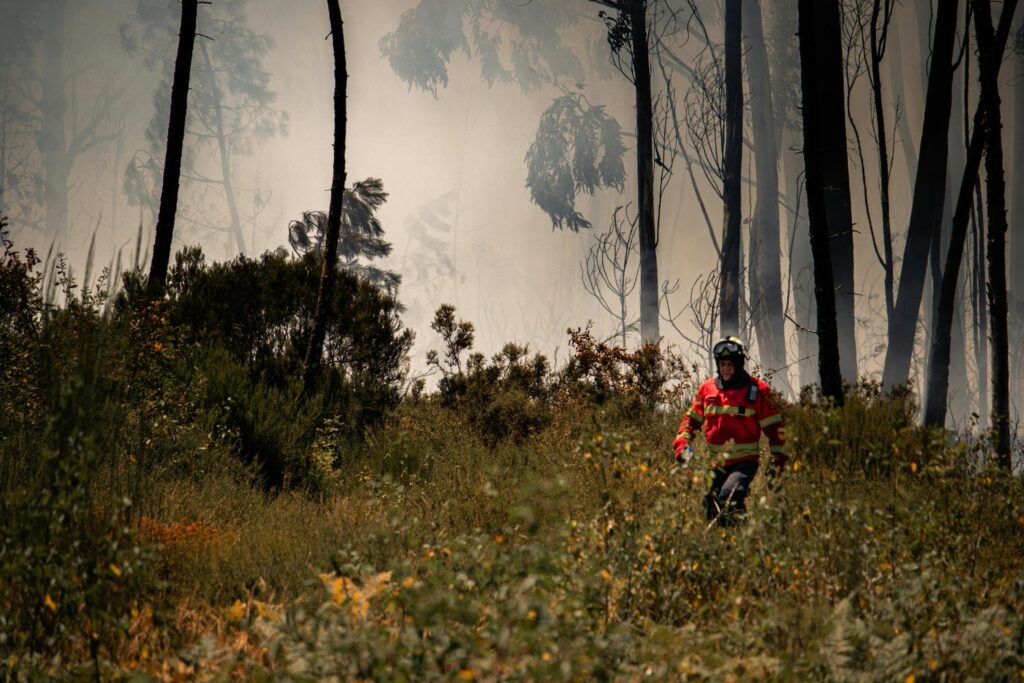 Tras el fuego, la gran decisión: ¿recuperar los bosques de antes o apostar por los del futuro?