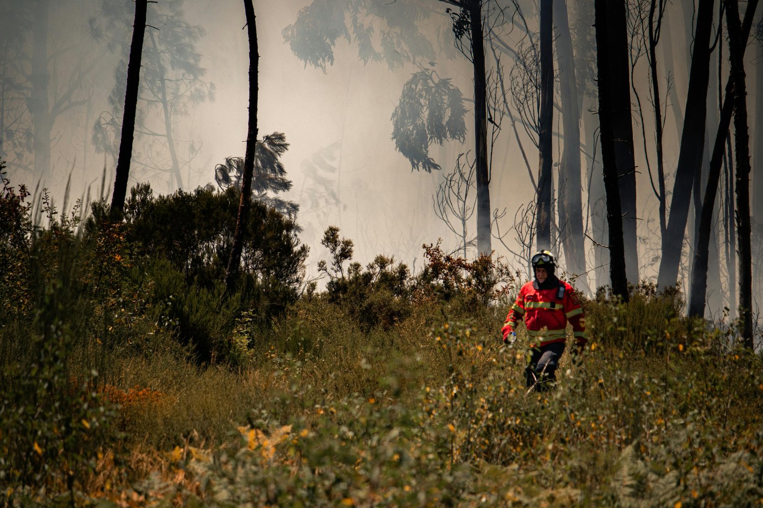 Tras el fuego, la gran decisión: ¿recuperar los bosques de antes o apostar por los del futuro?