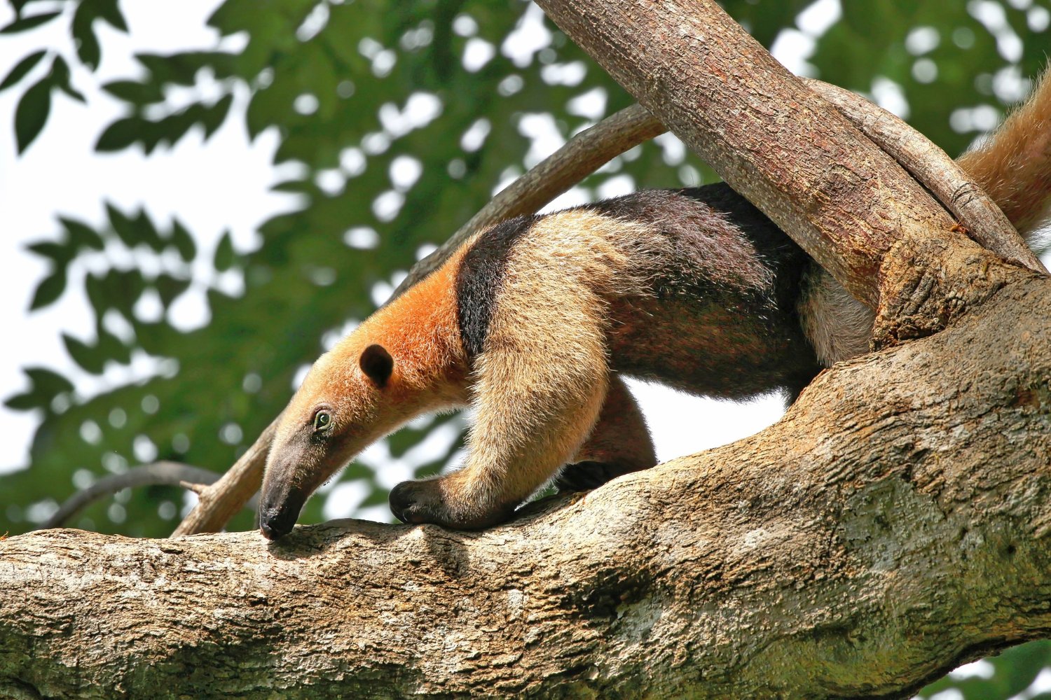 Por qué la evolución insiste en crear al mismo animal una y otra vez