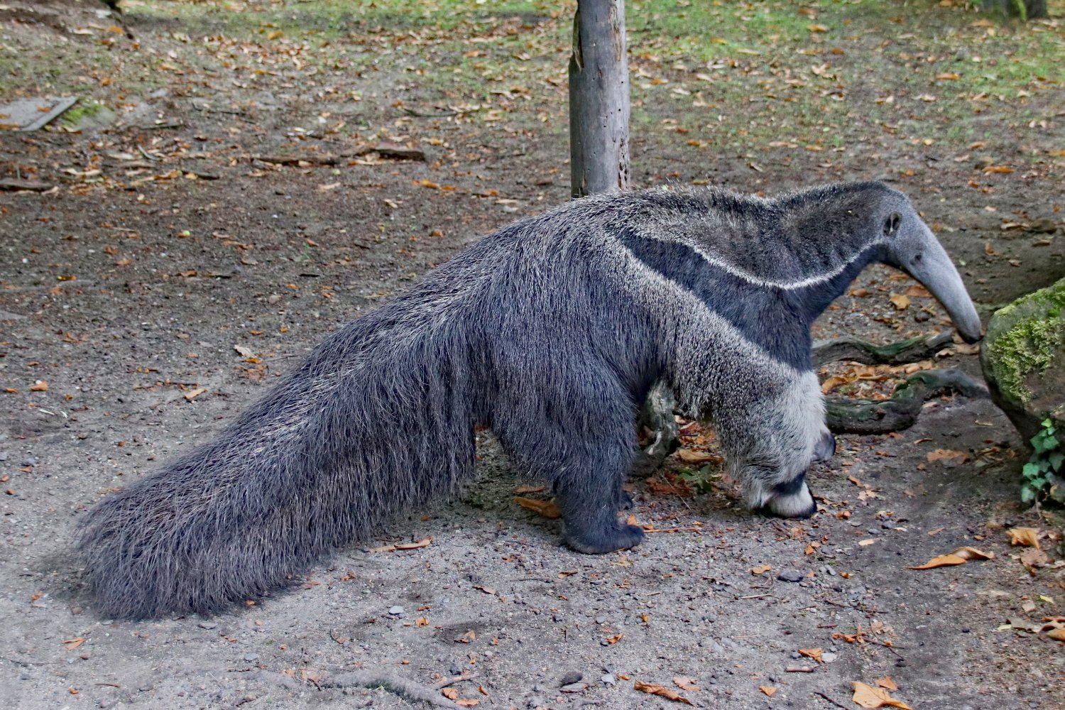 Por qué la evolución insiste en crear al mismo animal una y otra vez
