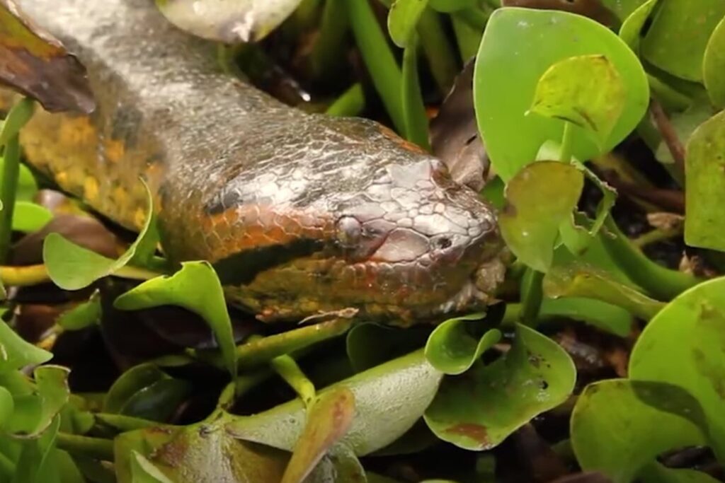 El titán del Amazonas: así caza y sobrevive la serpiente más fuerte del planeta