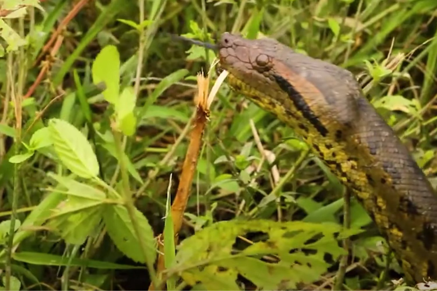 El titán del Amazonas: así caza y sobrevive la serpiente más fuerte del planeta