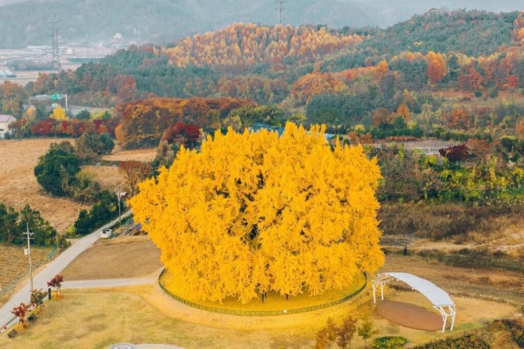El árbol más hermoso del mundo está en Corea del Sur: el ginkgo dorado de Bangye-r