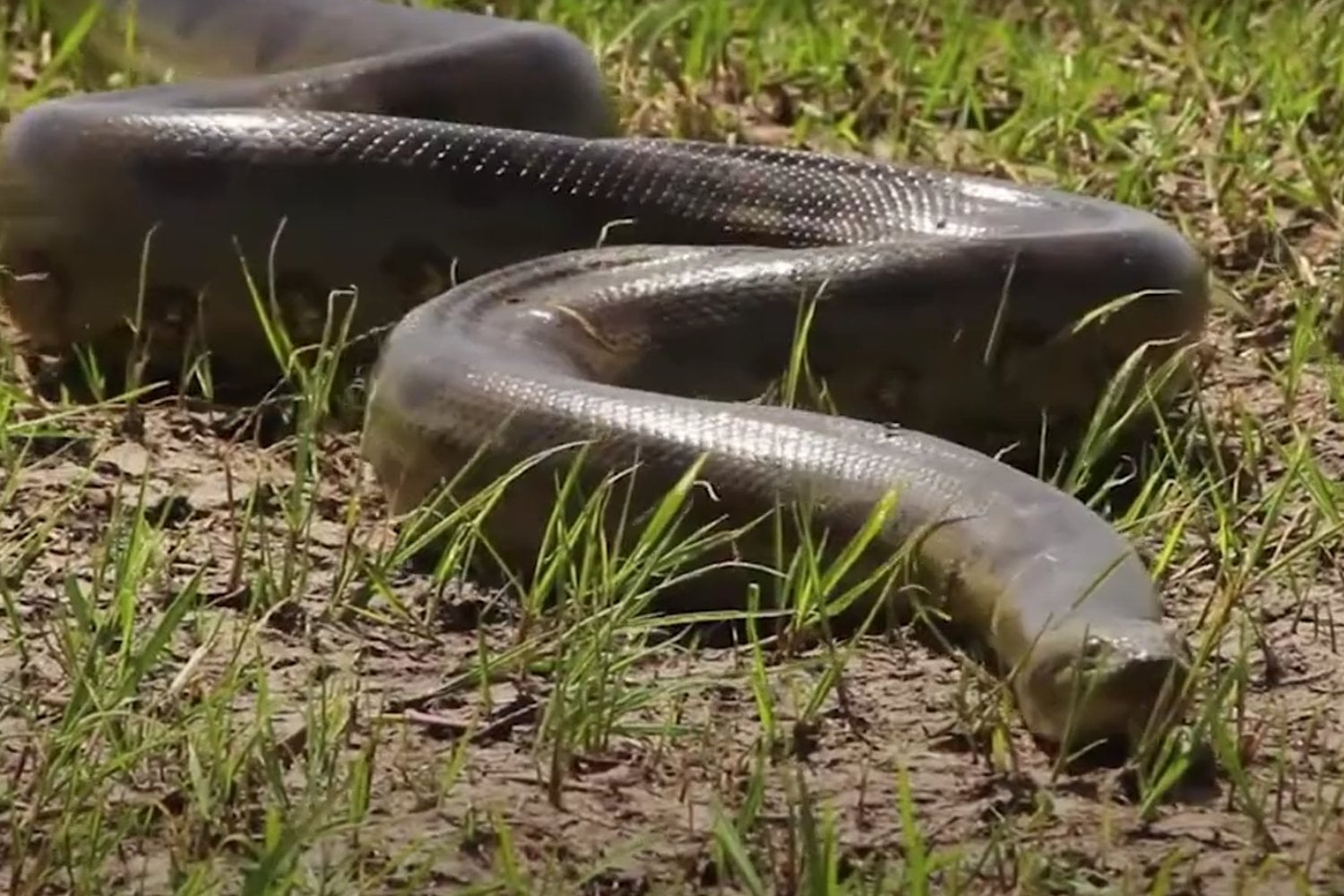 El titán del Amazonas: así caza y sobrevive la serpiente más fuerte del planeta