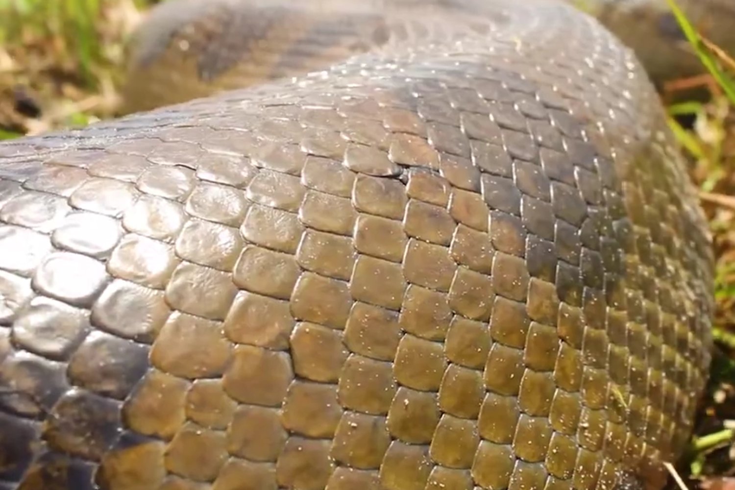 El titán del Amazonas: así caza y sobrevive la serpiente más fuerte del planeta
