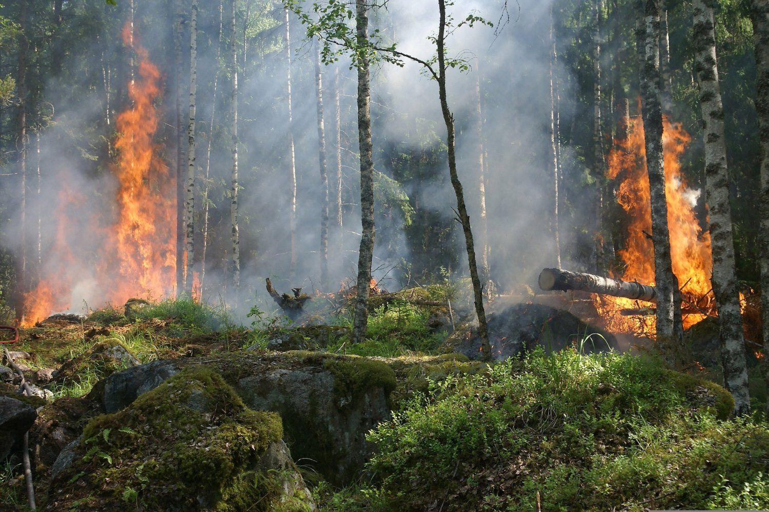 El arma más poderosa contra los incendios no está en los bomberos, sino en nuestros pueblos
