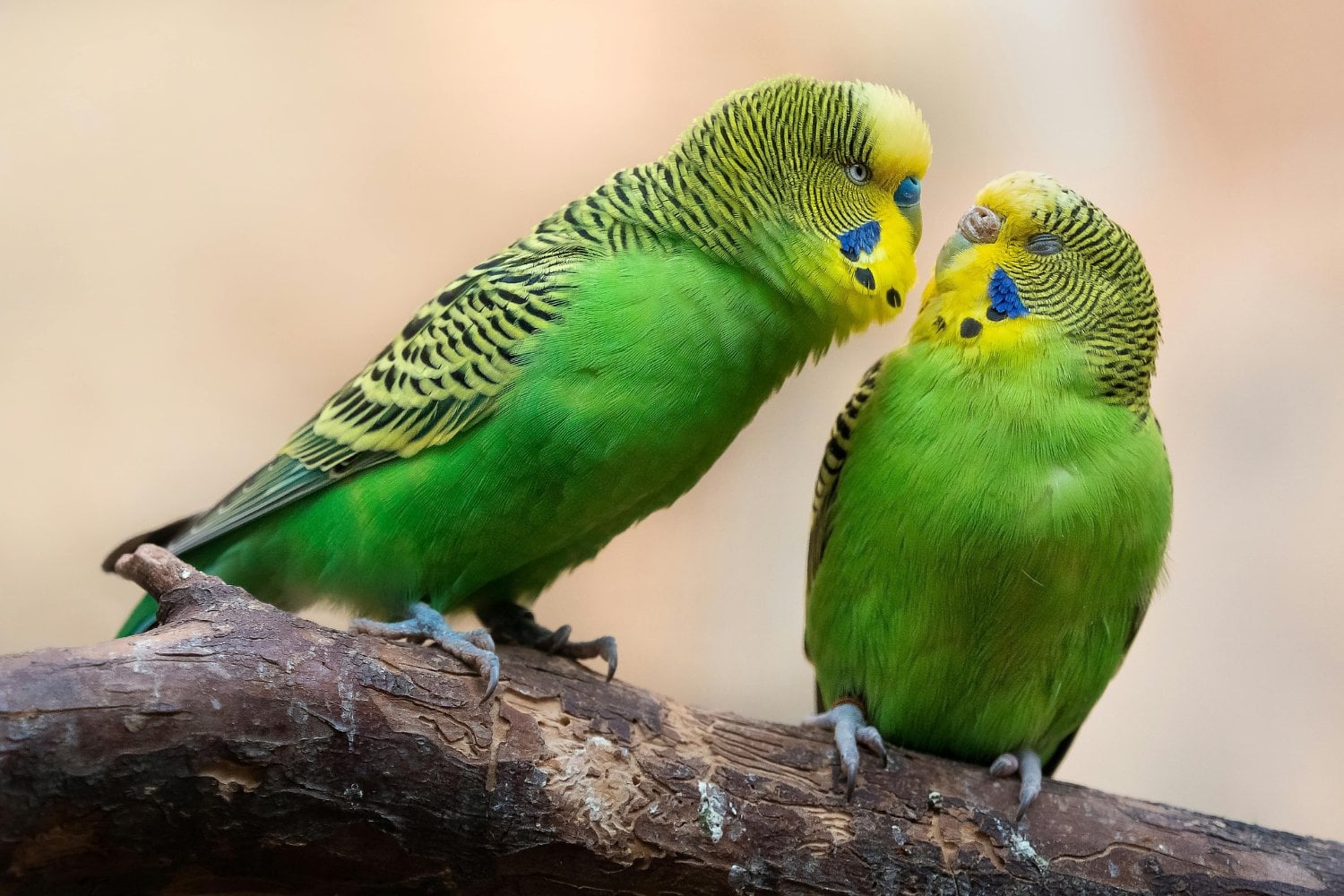 Calor letal en los trópicos: el cambio climático está diezmando a las aves sin darles respiro