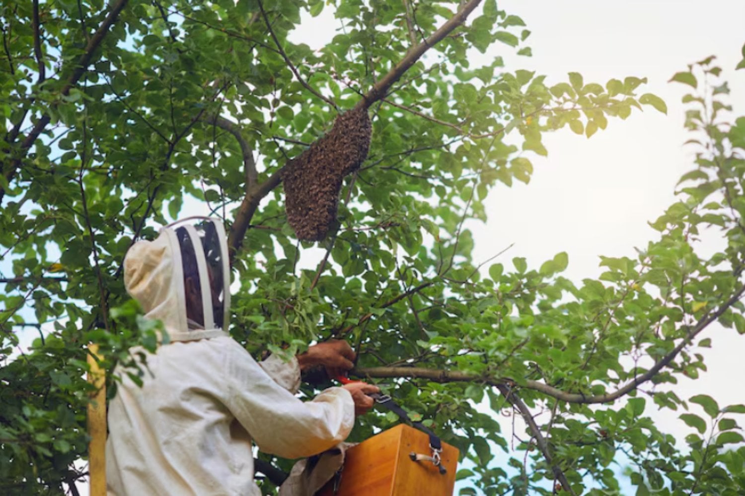 Avispas: las aliadas invisibles que sostienen nuestros ecosistemas