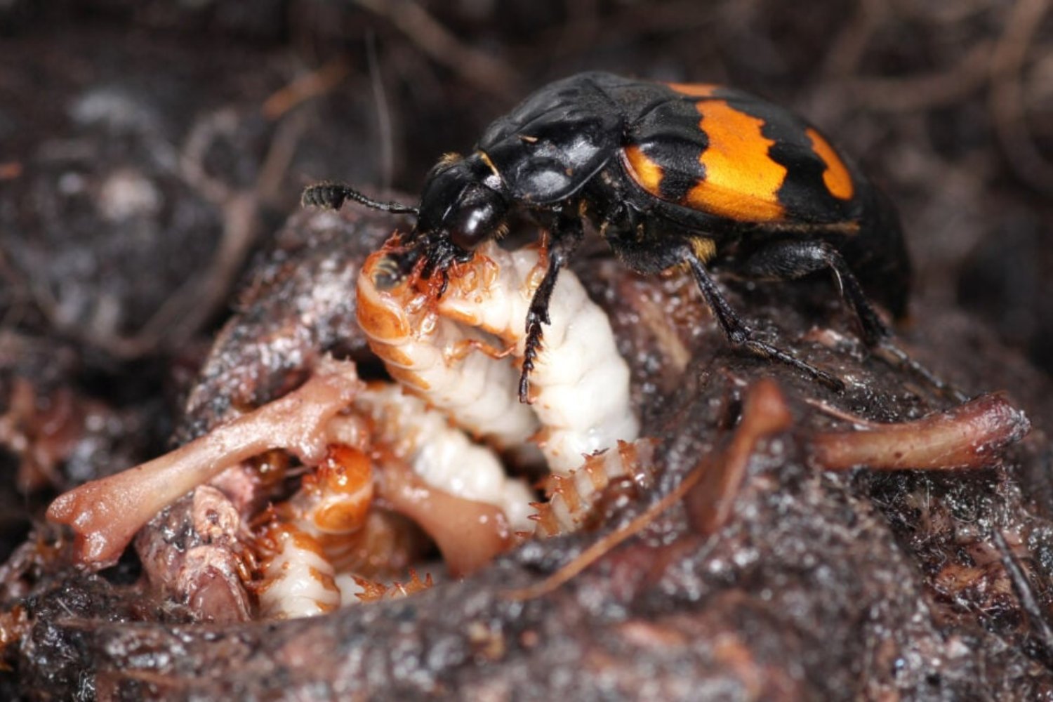 Attentive Parenting In Burying Beetles