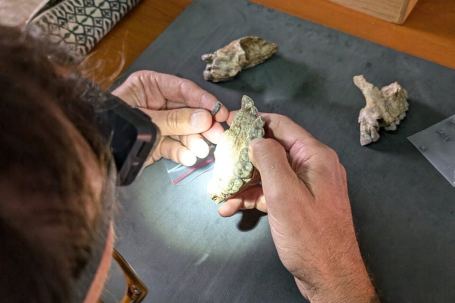 Fosiles Similares Al Humano