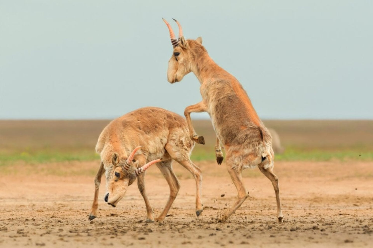 Ganador Mejor Foto De Vida Silvestre