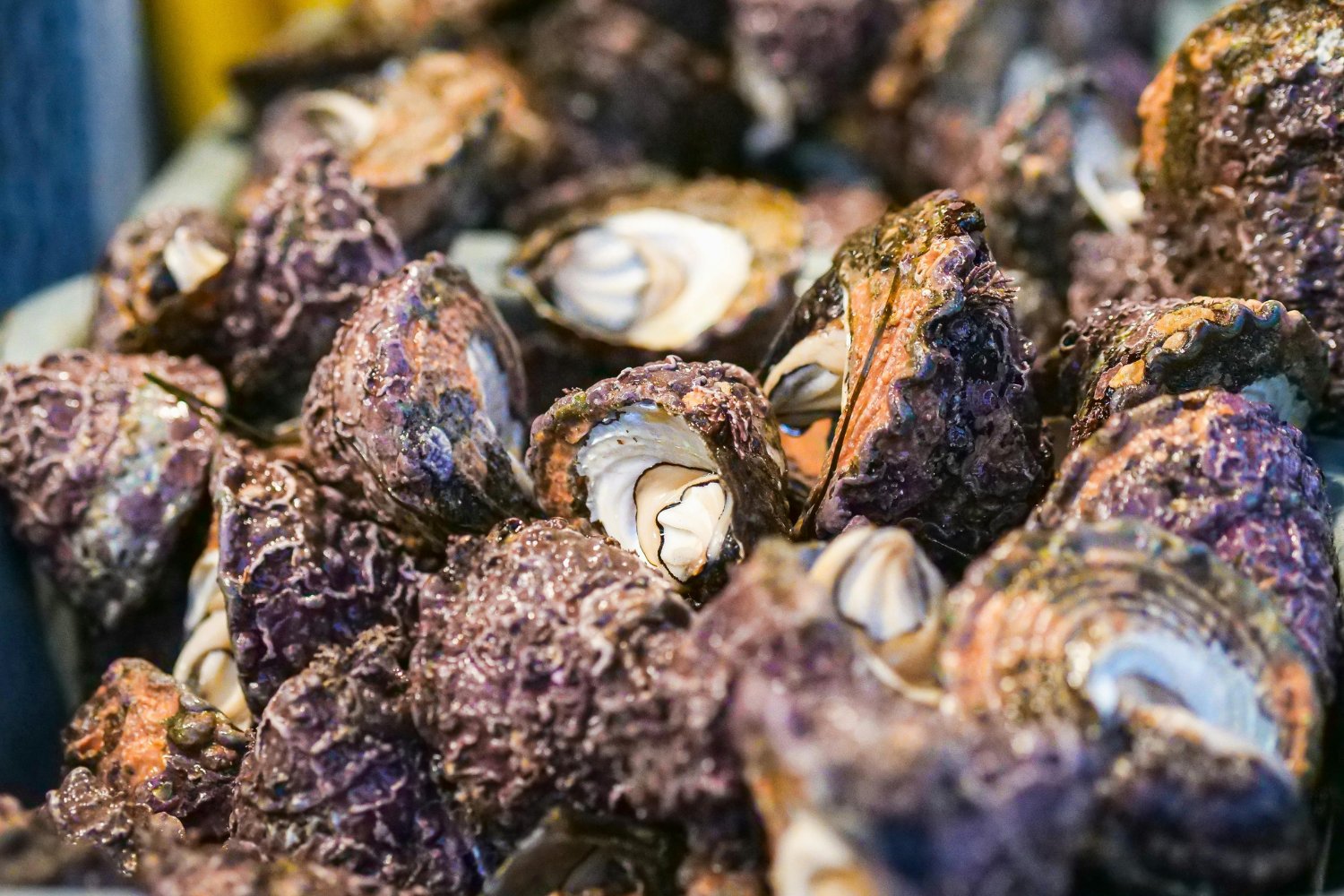 Ostras Para Recuperar La Biodiversidad En El Mar Norte